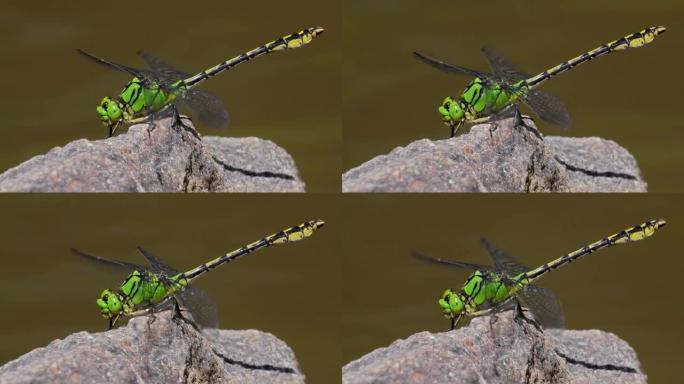 绿色蛇尾蜻蜓 (Ophiogomphus Cecilia) 停在岩石上的特写镜头