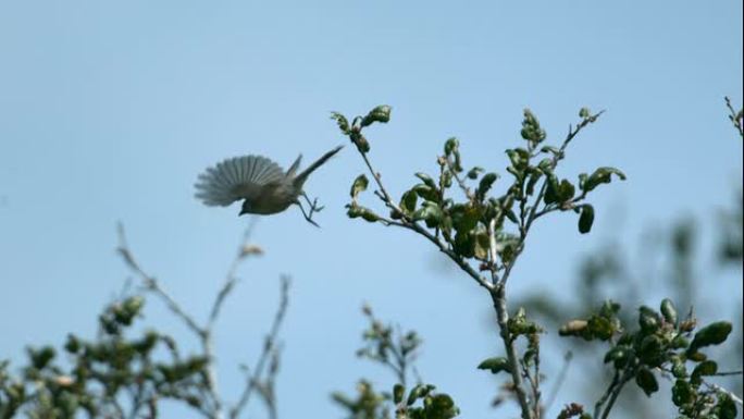 小灰鸟慢动作起飞野生动物保护生物生态飞翔