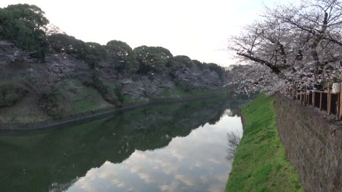 Chidorigafuchi樱花清晨，东京日本2023
