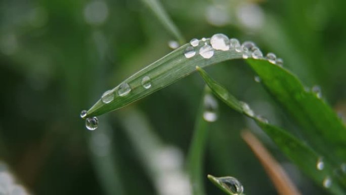 鲜绿的草地上的水滴。春天的清新和纯洁。微距摄影
