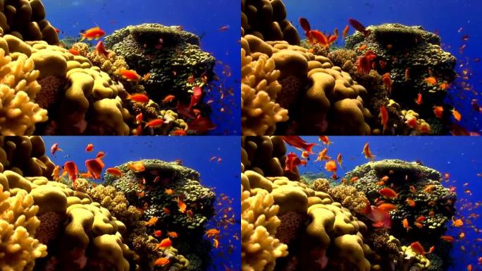 充满活力的珊瑚礁上的五颜六色的鱼