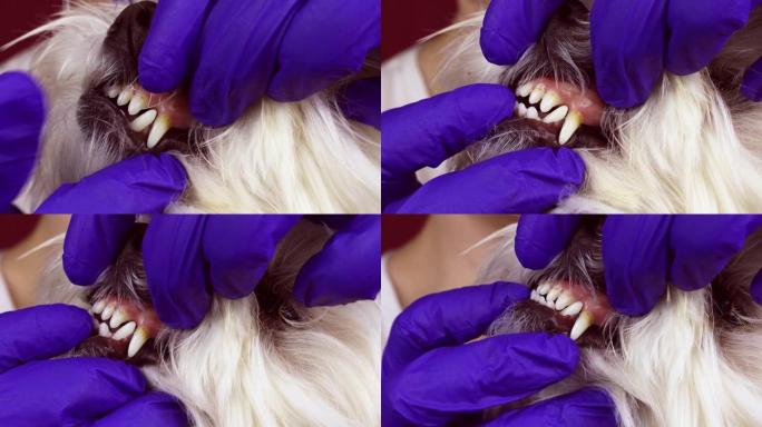 在兽医检查期间，马耳他狗牙带有牙结石特写
