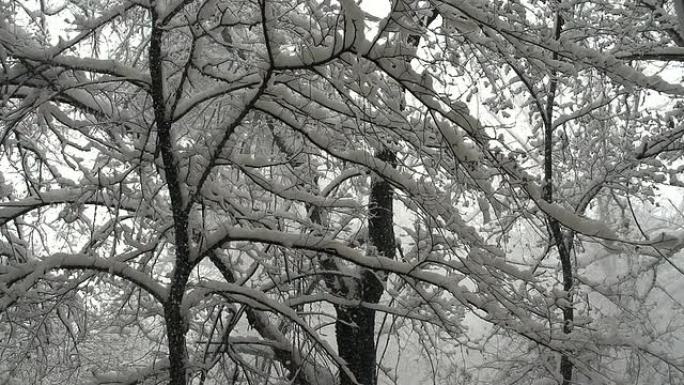 降雪后的冬季森林