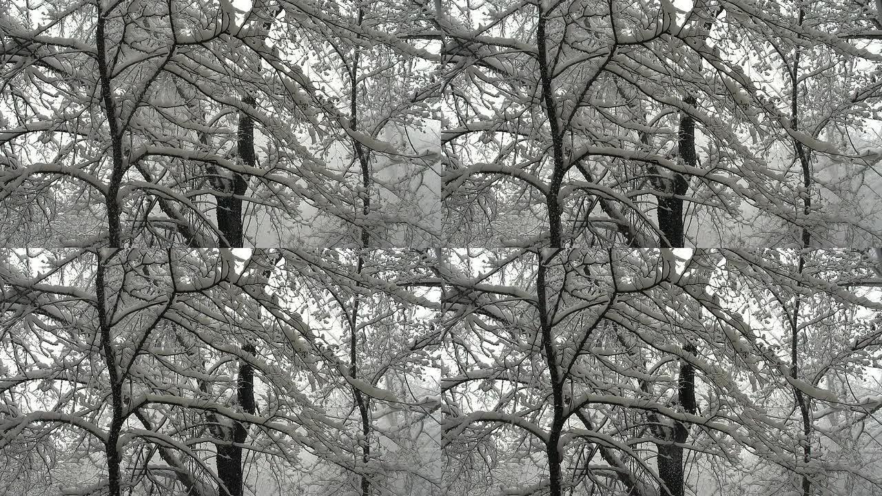 降雪后的冬季森林