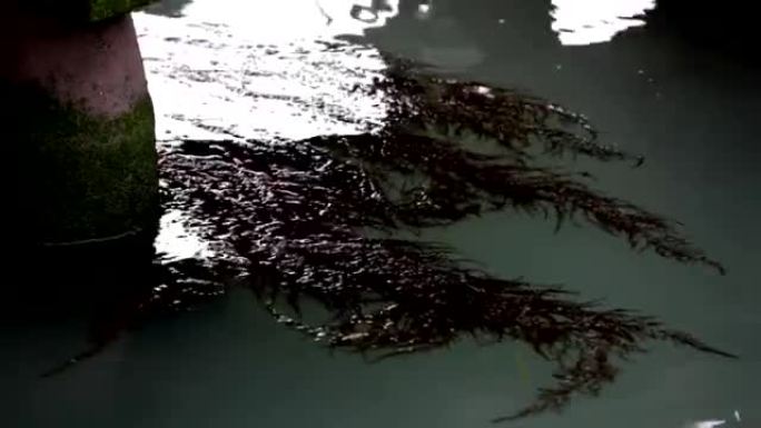 水中的海藻