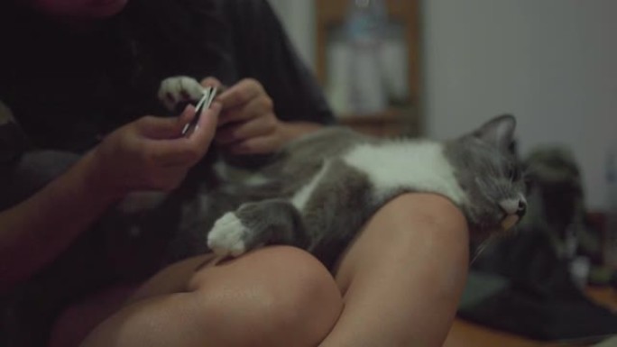 可爱的灰猫被剪指甲。