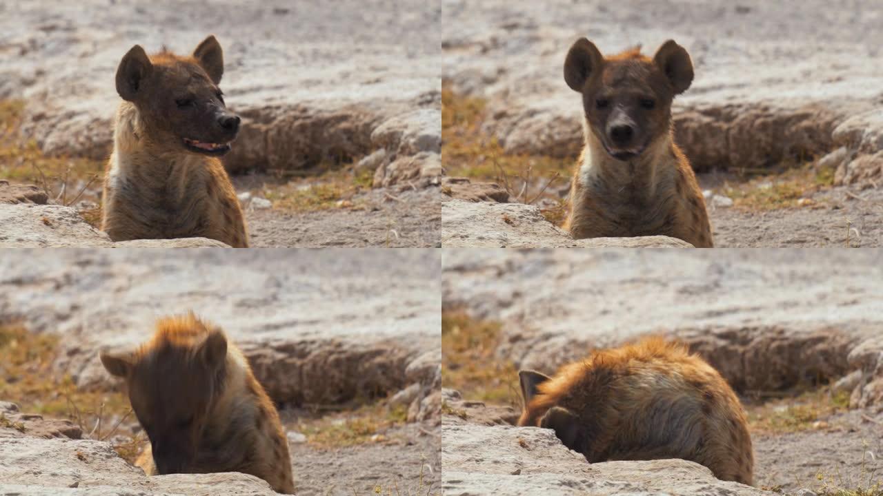 被岩石覆盖的鬣狗环顾四周，然后直接盯着相机，肯尼亚安博塞利国家公园