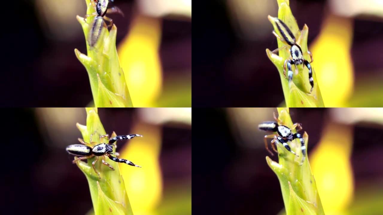 跳蛛 (Salticidae科)