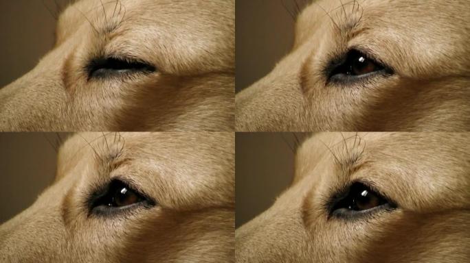 狗的眼睛