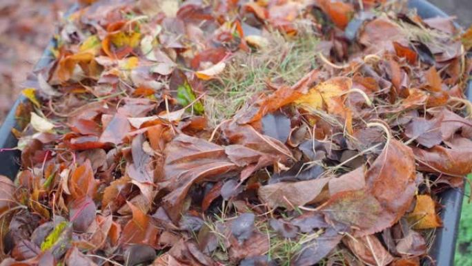 花园独轮车中的湿棕色落叶特写，花园中的秋天