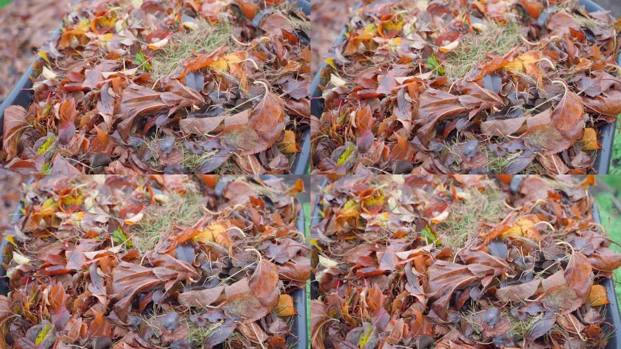 花园独轮车中的湿棕色落叶特写，花园中的秋天