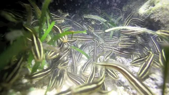 浅海礁夜间条纹鳗鱼
