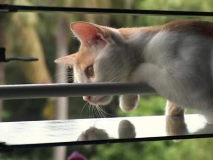 窗户上的小猫