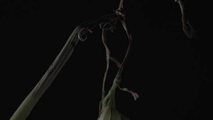 花蕾闭合的植物的宏观拍摄，缓慢进入焦点，4k镜头