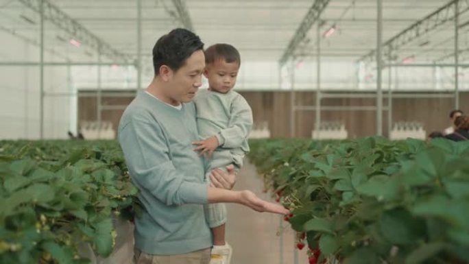 快乐的小男孩在温室里摘草莓。教育。好奇心。学。环境。