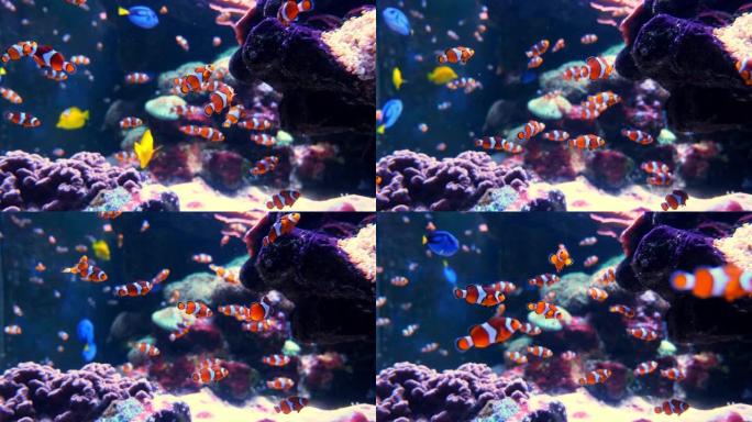 热带小丑鱼在绿色海葵中游泳。尼莫和海葵。水下尼莫鱼在珊瑚礁上的野生动物的镜头。