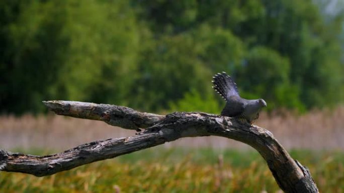 普通杜鹃在树枝上被莎草莺攻击的特写视频