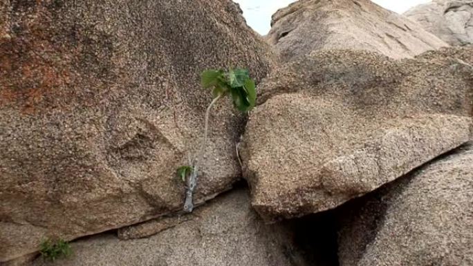 马拉维: 在岩石上生长的树