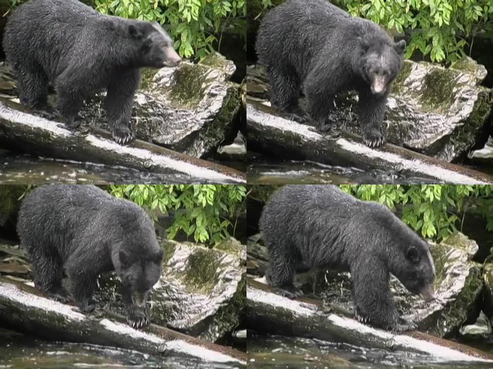 瀑布边的黑熊