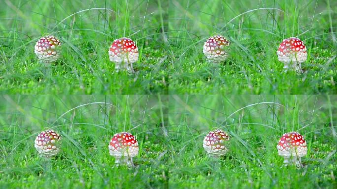 神奇的仙尾真菌魔法蘑菇在微风中吹拂，背景绿草