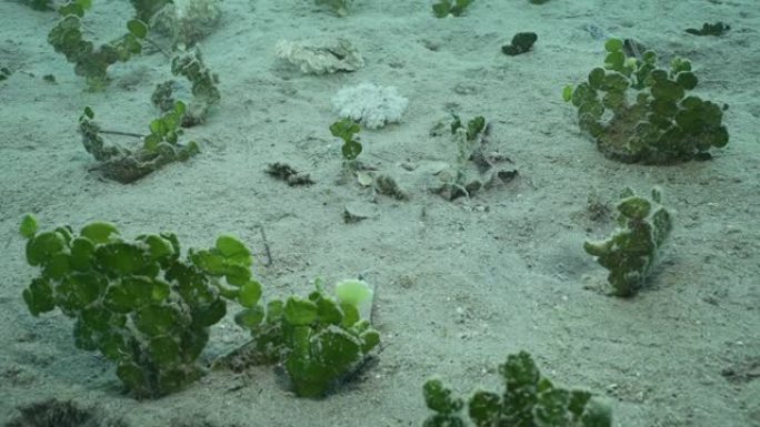 沙质底部的豆瓣菜藻 (Halimeda opuntia)