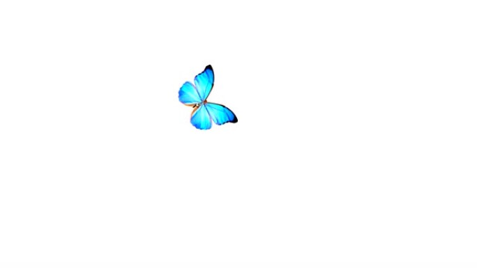 精美的蝴蝶飞来飞去降落。