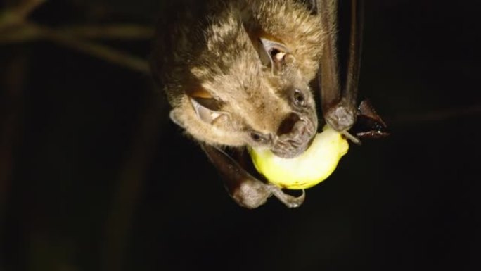 关闭artibeus watsoni，吃水果的蝙蝠，倒挂。在哥斯达黎加的野生动物中观看动物