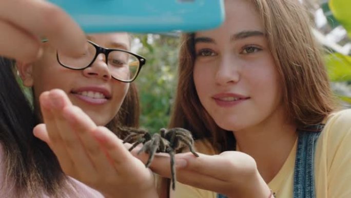 十几岁的女孩玩狼蛛蜘蛛朋友用智能手机在社交媒体上分享动物园游览拍照，在4k野生动物保护区学习蜘蛛，玩