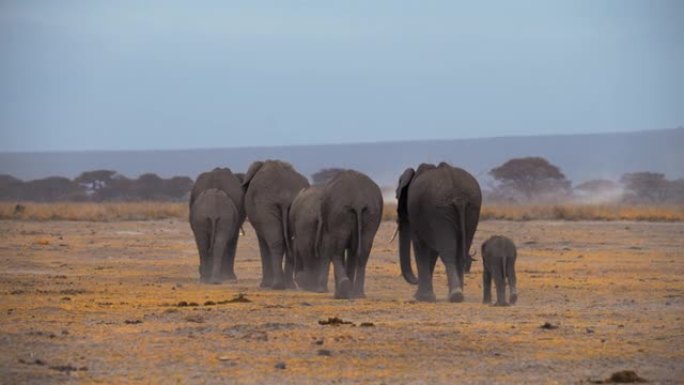 一群雄伟的大象在金色的大草原上徘徊，从后面可以看到肯尼亚安博塞利国家公园