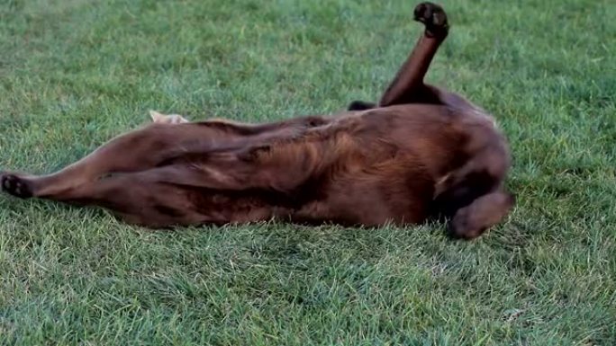 棕色拉布拉多犬的橙色小猫