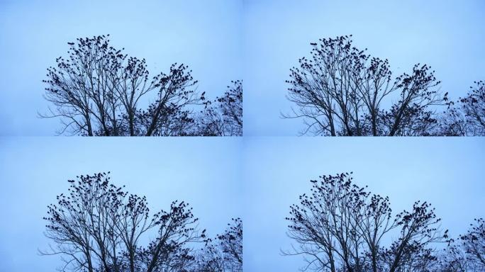 一群黑色的鸟停在树上
