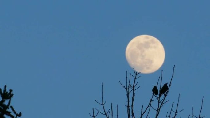 两只鸟享受满月升起，然后一起飞走。
