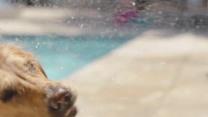 有趣的金毛猎犬狗在游泳池游泳取玩具球摇晃水面嬉戏享受夏天可爱的毛茸茸的狗玩得开心4k镜头