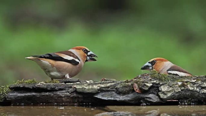 山楂在森林夏雨下吃种子，Coccothraustes coccothraustes