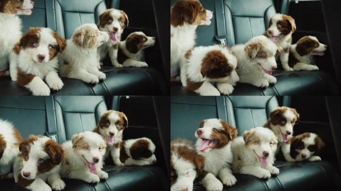 朋友小狗一起坐在汽车的乘客座位上旅行