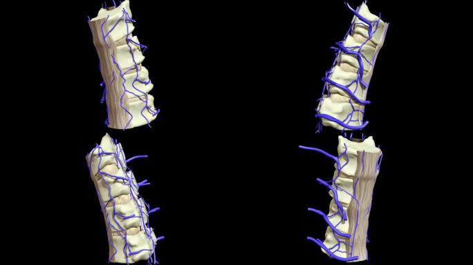 展示人体解剖学的3D动画