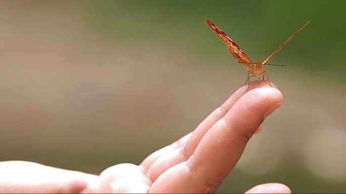 蝴蝶舔女人手指