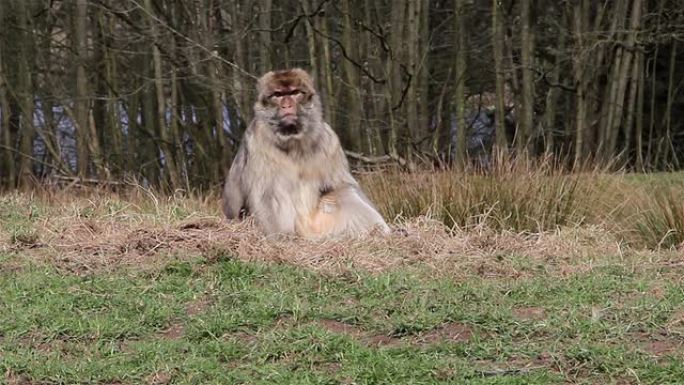 猴子在草地上咀嚼 -- 阿尔及利亚和摩洛哥的巴巴里猕猴