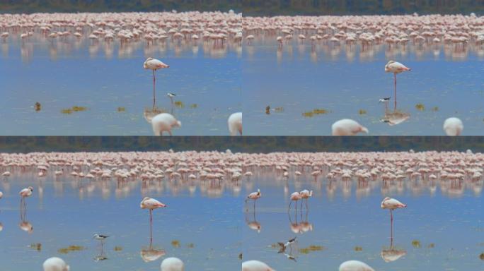 一群充满活力的火烈鸟优雅地站在宁静的湖中，火烈鸟站在前面，低着头，而其他火烈鸟则走过。