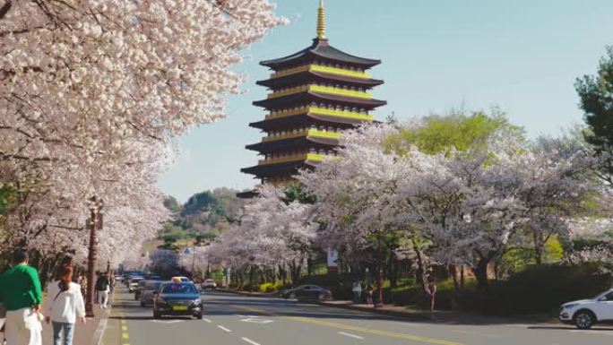 韩国庆州，以寺庙为背景的樱花