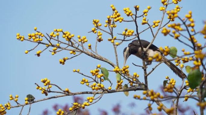 马拉巴尔 (Malabar) 的犀鸟栖息在树上，吃水果