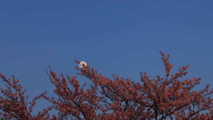 在傍晚的樱花后面升起的月亮