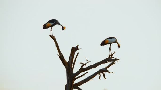 白天，鸟类栖息在无叶树的树枝上，肯尼亚安博塞利国家公园