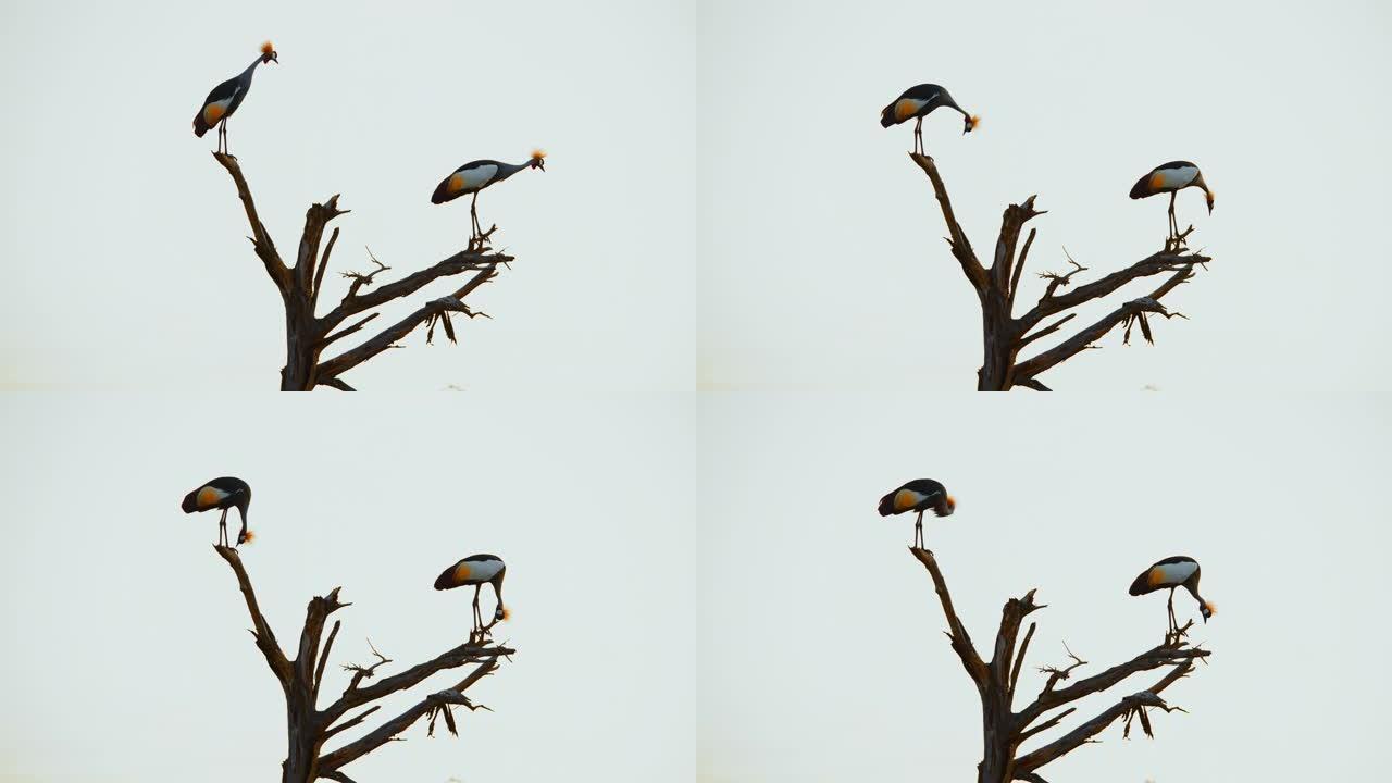白天，鸟类栖息在无叶树的树枝上，肯尼亚安博塞利国家公园
