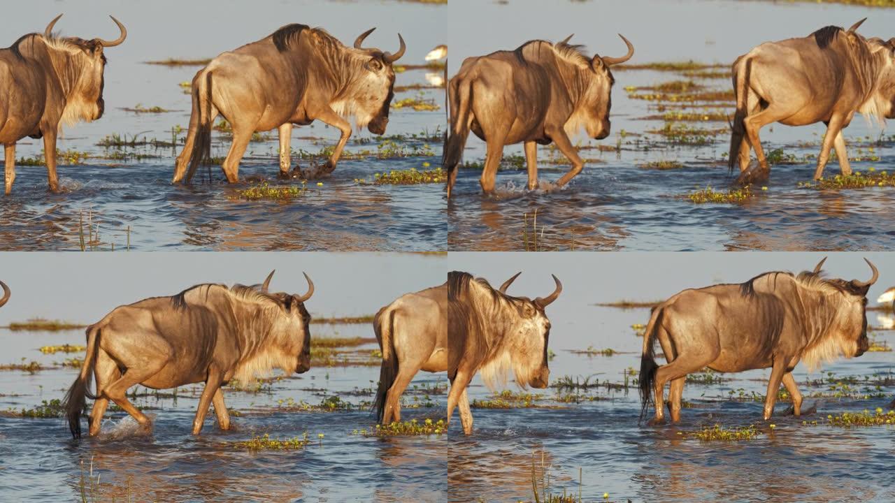 肯尼亚安博塞利国家公园浅水涉水的角马慢动作镜头