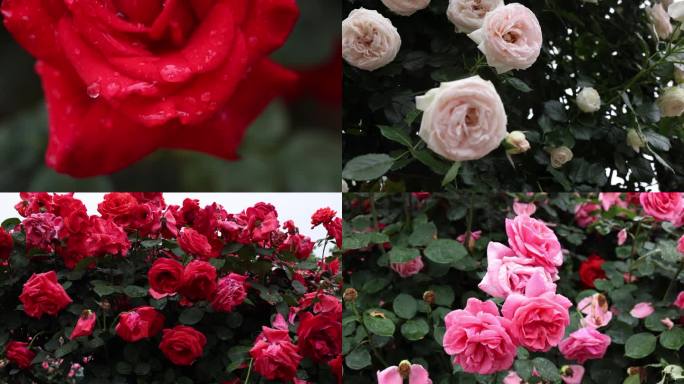 玫瑰谷 玫瑰花 玫瑰园 红玫瑰 白玫瑰
