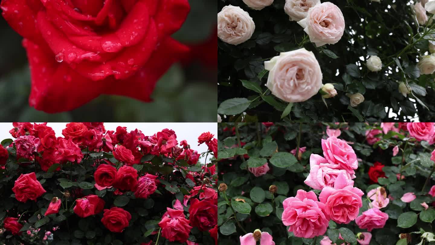 玫瑰谷 玫瑰花 玫瑰园 红玫瑰 白玫瑰
