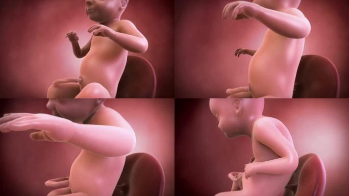 胎儿动画-第28周