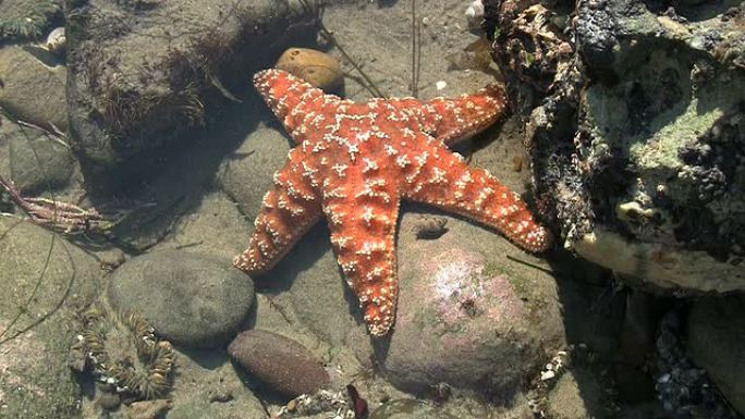 加利福尼亚潮汐池中的橙色海星