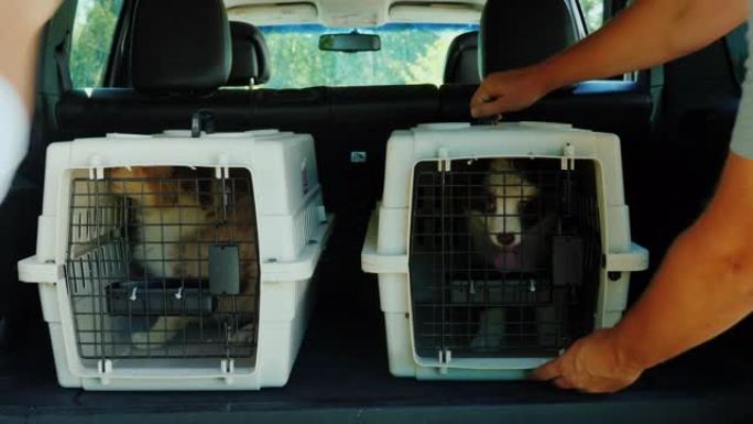 一个男人把一个装有小狗的笼子放在汽车的后备箱里。活体动物的运输和交付